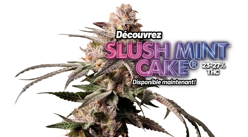Slush Mint Cake